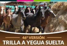 trilla a yegua suelta calle larga 2024
