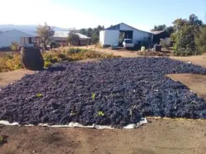 El Vino Asoleado: Patrimonio Cultural Chileno en Peligro de Extinción