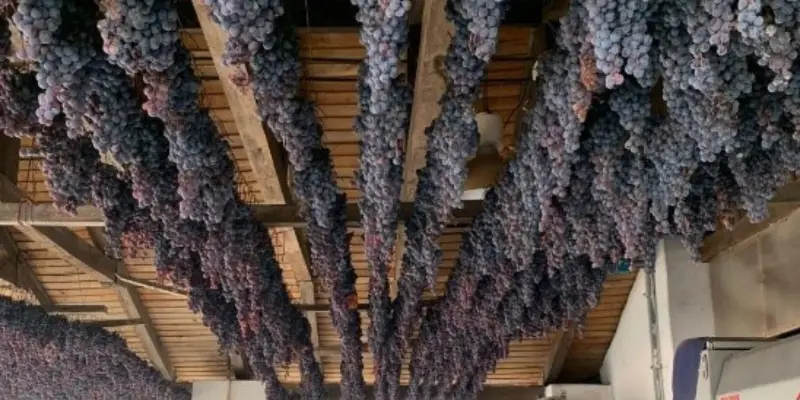 El Vino Asoleado: Patrimonio Cultural Chileno en Peligro de Extinción