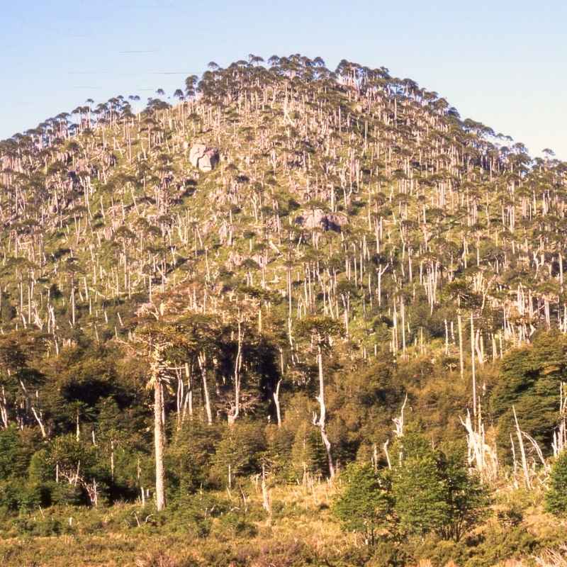 Contulmo Mapa Turístico cerca de aquí 4 Parque Nacional Nahuelbuta