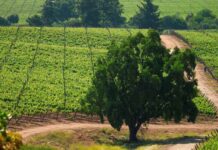 Viña Casa del Bosque