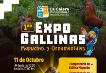 Expo Gallinas Mapuches y Ornamentales en La Calera 2025