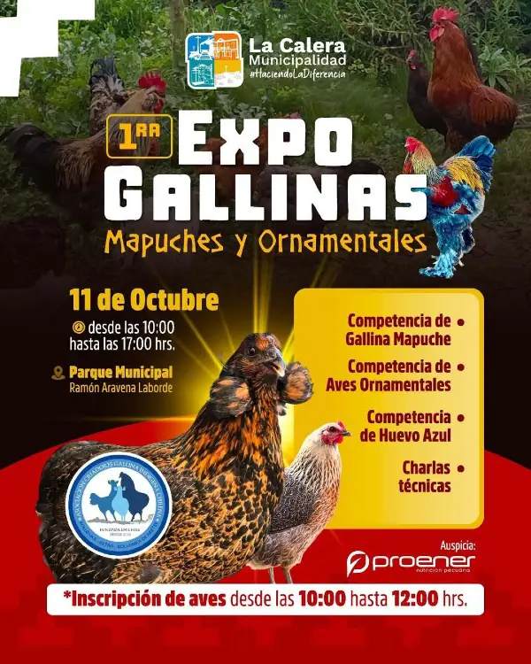 Expo Gallinas Mapuches y Ornamentales en La Calera 2025 1 Expo Gallinas Mapuches y Ornamentales en La Calera 2025