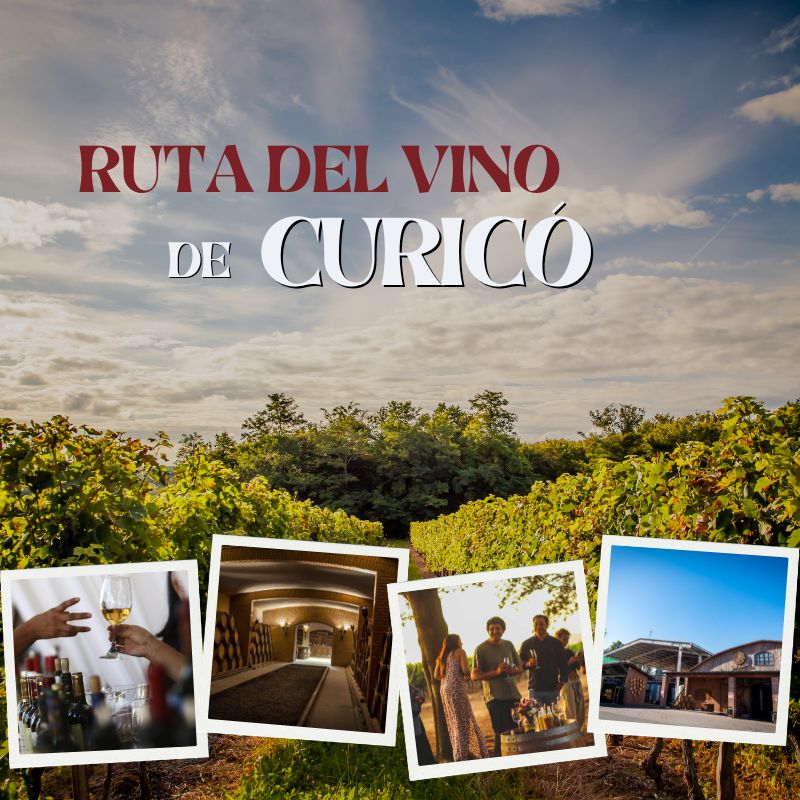 Ruta del vino de Curico