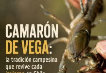 Camaron de vega 1