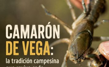 Camaron de vega 1